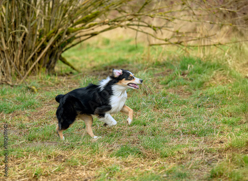 2023-12-31 SIDE SHOT FO A TRI COLORED AUSTRLIAN SHEPARD RUNNING ACROSS A GREEN FIELD AT A OFF LEASH DOG SAREA IN REDMOND WASHINGTON photo