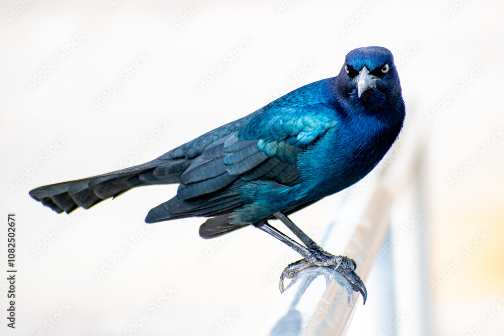 Obraz premium A close-up portrait of a striking blue bird perched on a railing, gazing into the camera, set against a pristine white background.
