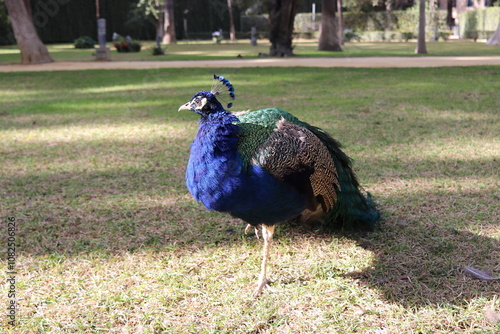 peacock in the grass