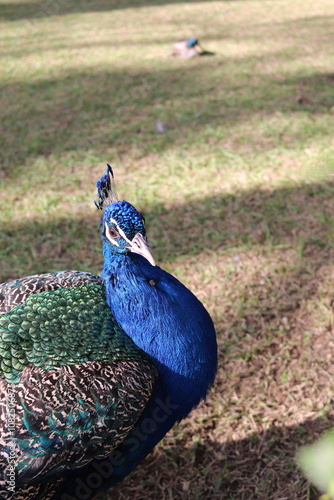 peacock in the park