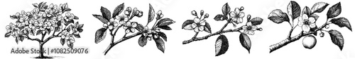 Illustration of magnolia flower drawn by hand in ink. Engraving style modern illustration.