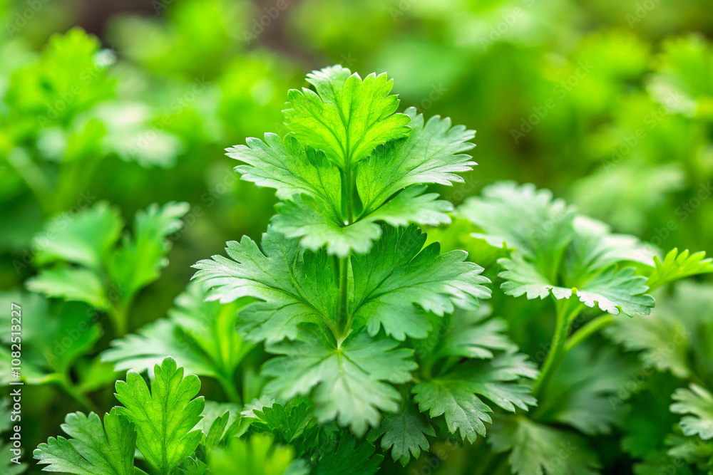 Green coriander or cilantro leaves plant, isolated on natural background Green coriander or cilantro leaves plant, isolated on natural background