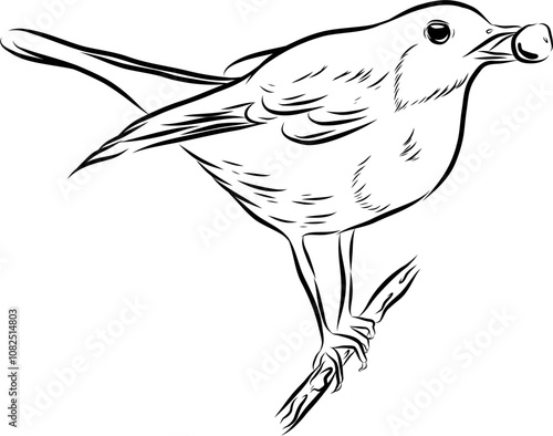 Robbin and berry.Hand drawn ink vector illustration.