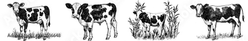 Illustration of an Alpine cow drawn in a modern engraving style