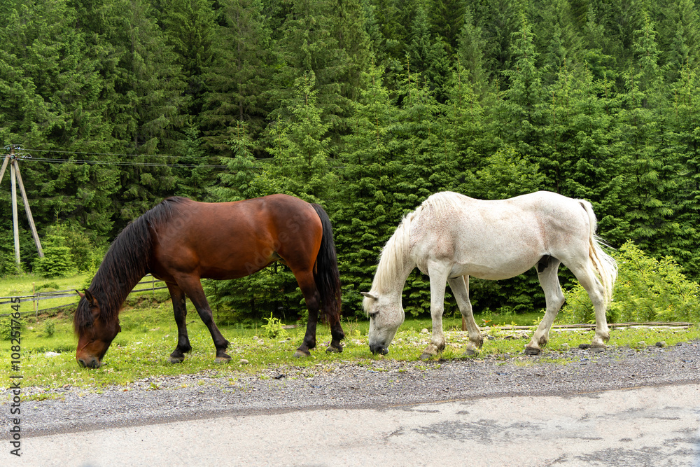 Fototapeta premium Wild horses amoung high trees in the mountains