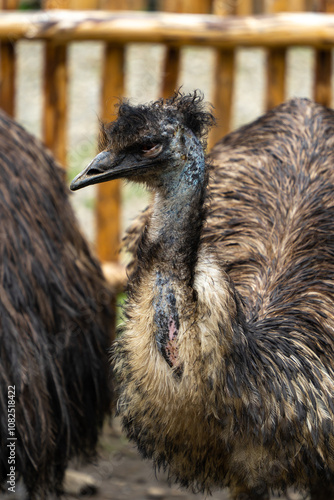 Big domestic ostrich in the poultry yard  photo