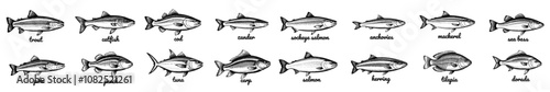 Vintage Fish ink illustrations set , hand drawn illustrations, isolated on white background, vector illustrations