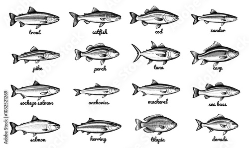 Vintage collection Fish ink illustrations set , hand drawn illustrations, isolated on white background, vector illustrations