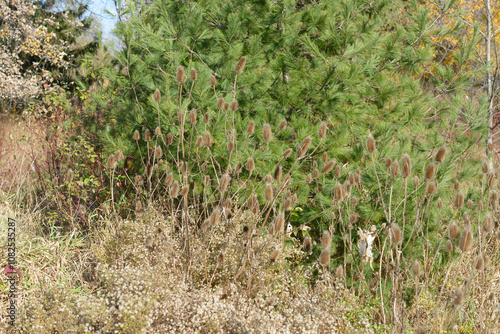 field with dried teasel (Dipsacus fullonum) and wildflower seed plumes and evergreens in the park photo