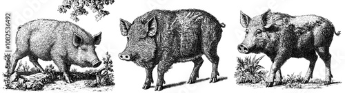 Low poly wild pig. Isometric swine. Polygonal animals