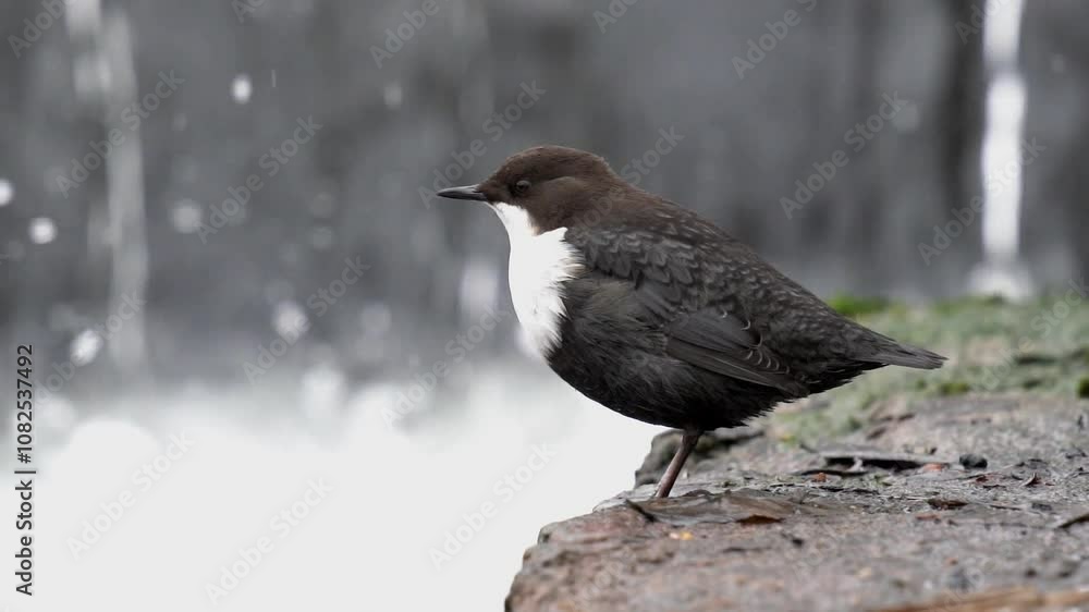 A small brown bird stands against a waterfall. Slow motion (120 fps), close-up. The white-throated dipper, or the European dipper (Cinclus cinclus) is an aquatic passerine bird A small brown bird stands against a waterfall. Slow motion (120 fps), close-up. The white-throated dipper, or the European dipper (Cinclus cinclus) is an aquatic passerine bird
