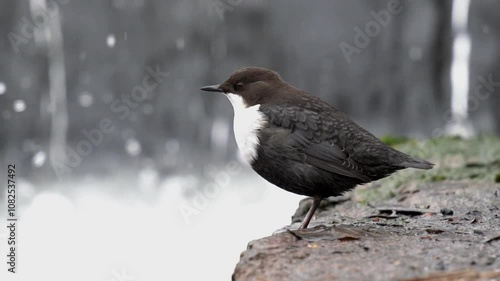 A small brown bird stands against a waterfall. Slow motion (120 fps), close-up. The white-throated dipper, or the European dipper (Cinclus cinclus) is an aquatic passerine bird