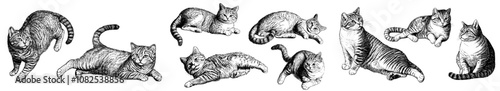 Kitten character sleeping, playing, walking. Purebred cat on pillow. Cartoon pets design in various poses, cool modern animals.