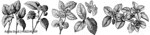 Sketches and illustrations of Melissa twigs and leaves.