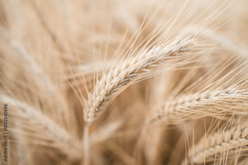 Close-up wheat. Dry ear of wheat. Macro shot - selective focus. Close-up wheat. Dry ear of wheat. Macro shot - selective focus.