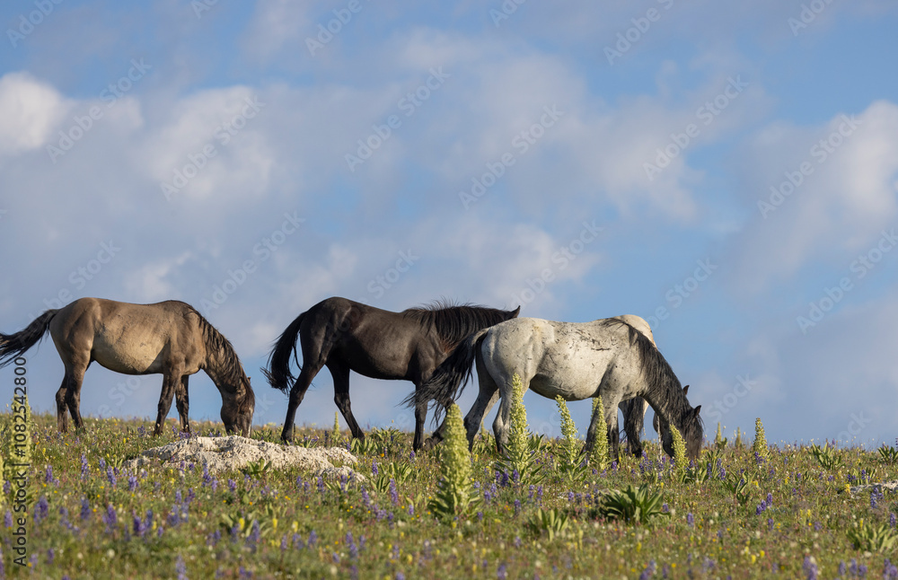 Wild Horses in the Pryor Mountains Montana in Summer Wild Horses in the Pryor Mountains Montana in Summer