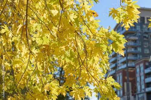 Obraz na plátne autumn leaves and defocused architecture in the city