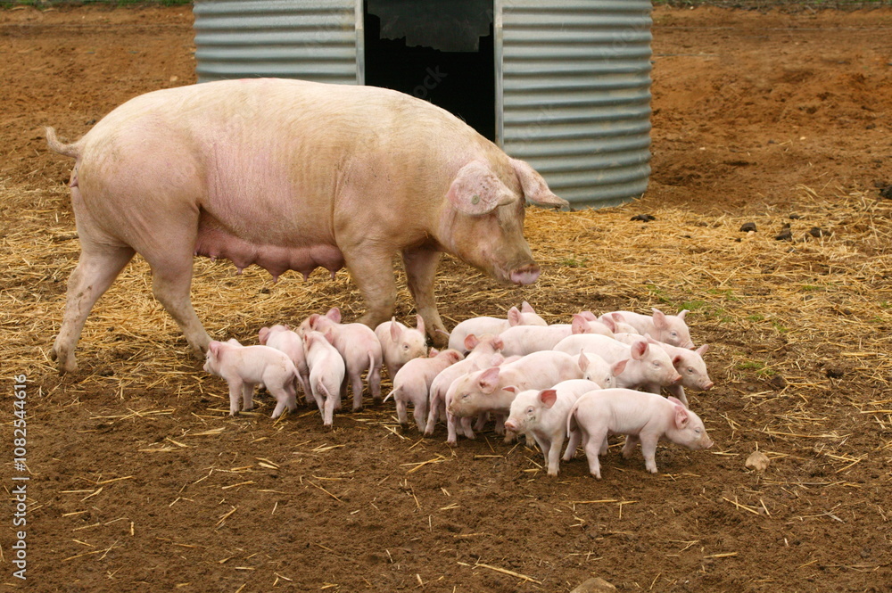 Elevage de cochon Elevage de cochon