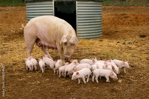 Canvastavla Elevage de cochon large white Sarthe France