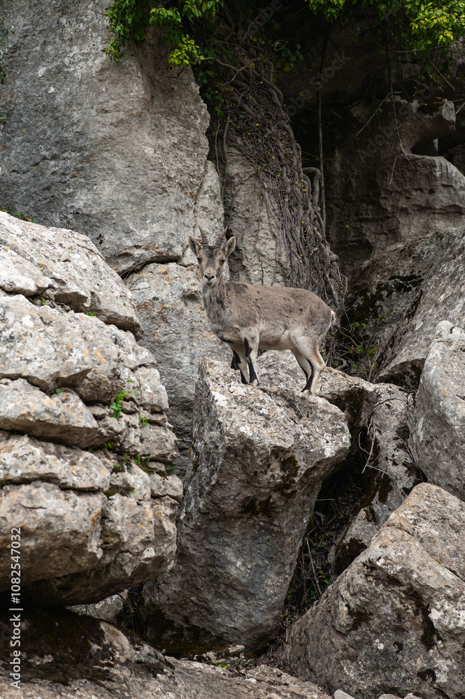 Naklejka premium The Iberian ibex (Capra pyrenaica), also known as the Spanish ibex, Spanish wild goat and Iberian wild goat in the natural park El Torcal de Antequera near Málaga, Andalusia, Spain. UNESCO