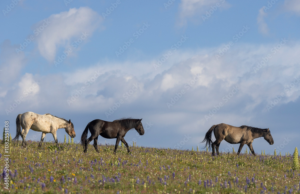 Wild Horses in the Pryor Mountains Montana in Summer Wild Horses in the Pryor Mountains Montana in Summer