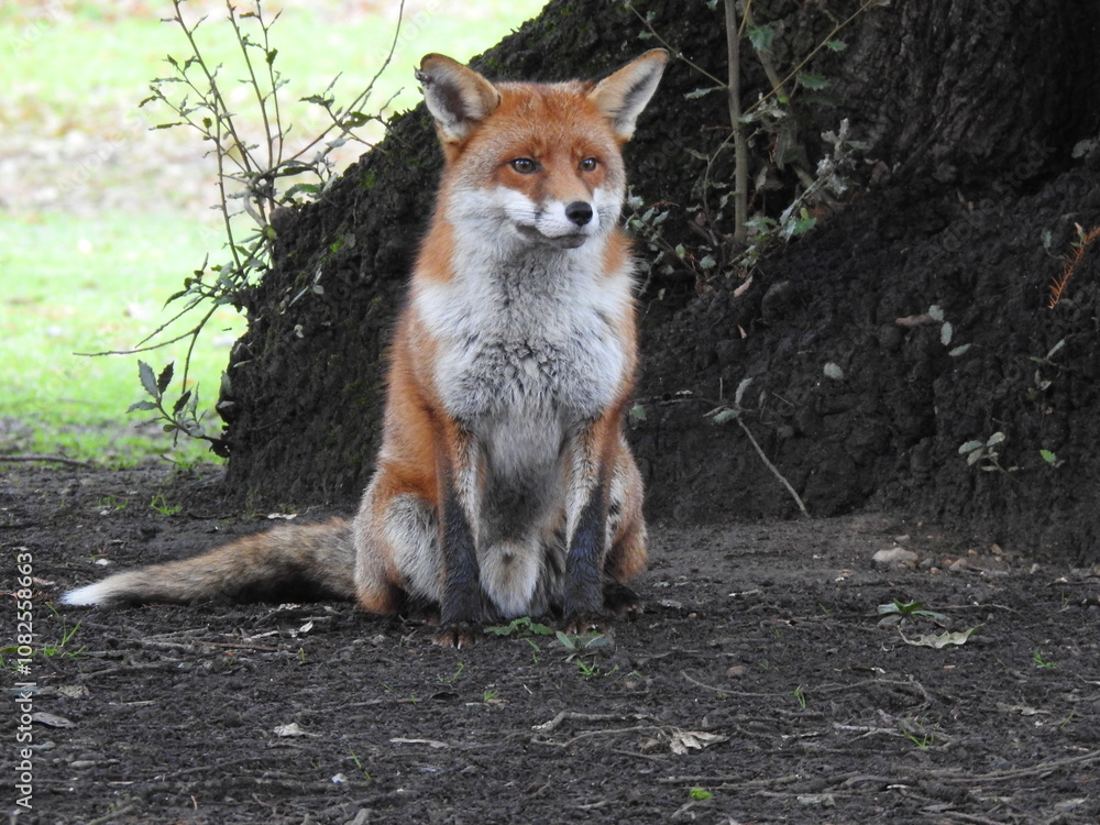 Fototapeta premium Fluffy Red Fox sitting at the base of a tree