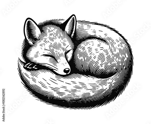 sleeping fox engraving black and white outline