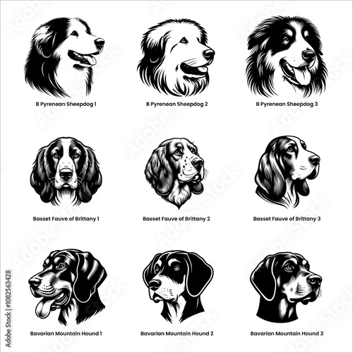 head of dog pyrenean sheepdog, basset fauve of britany and bavarian mountain hound