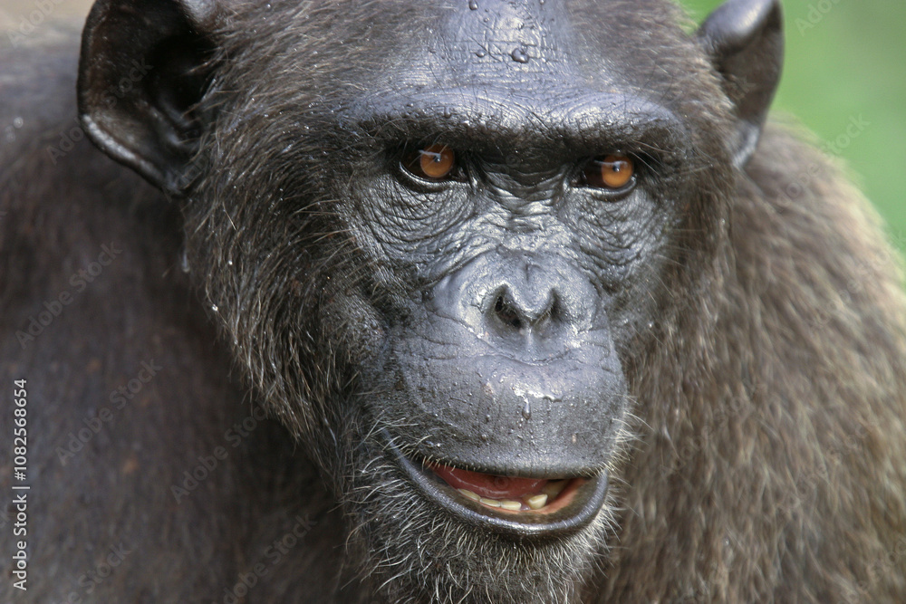 Obraz premium Chimpanzé - Congo
