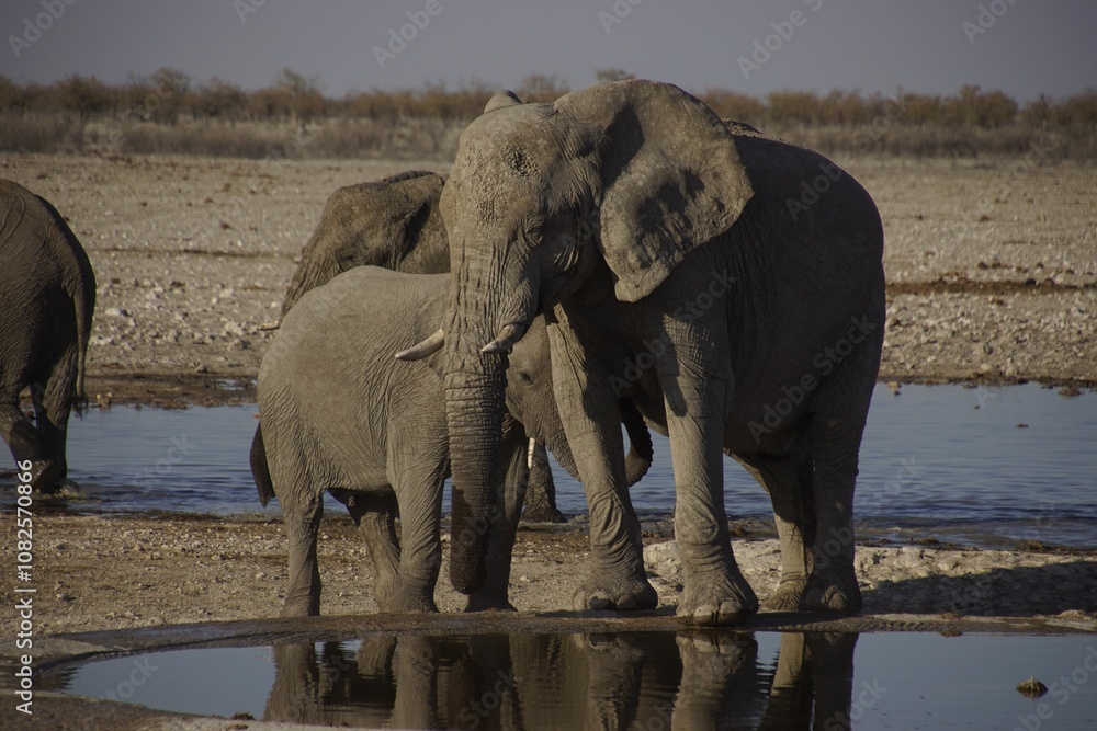 Obraz premium Elephants at a waterhole in a dry landscape