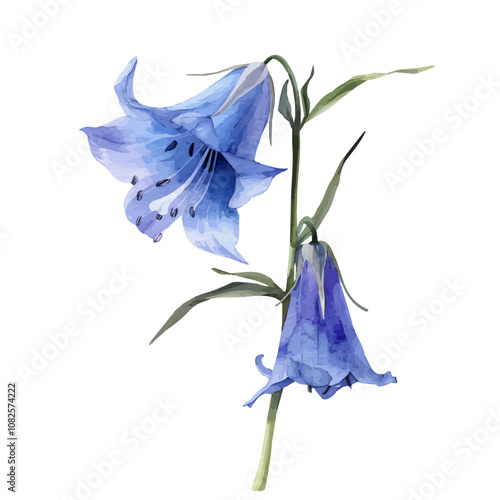 A watercolor painting of Bellflower, isolated on a white background. Bellflower vector.