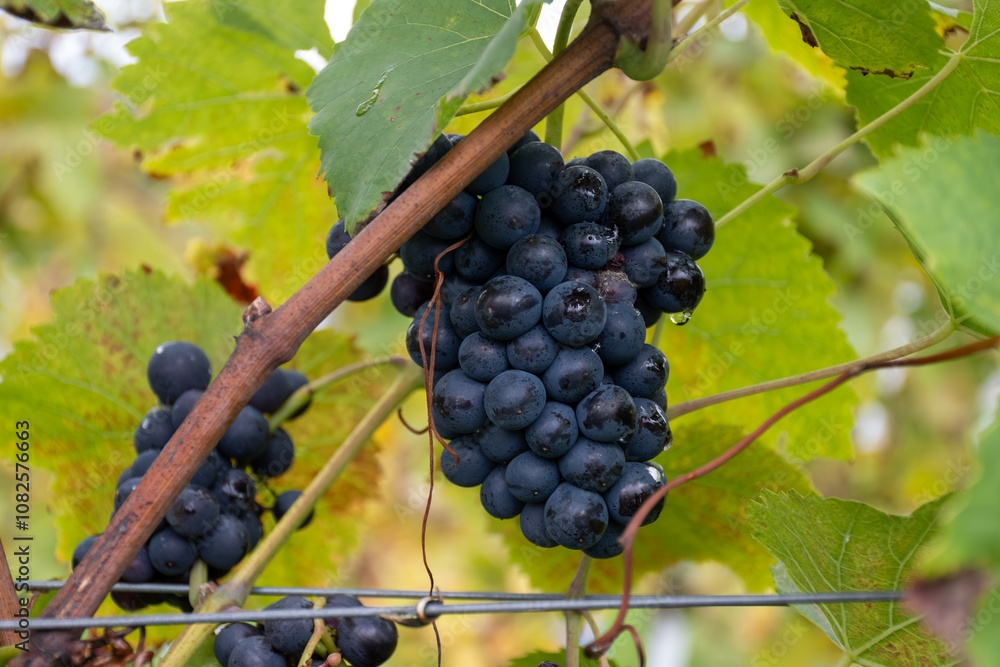 Fototapeta premium Harvest time on terraced vineyards in Moselle river valley, Germany and Luxembourg, Grauer burbunder or Pinot gris grapes on vine