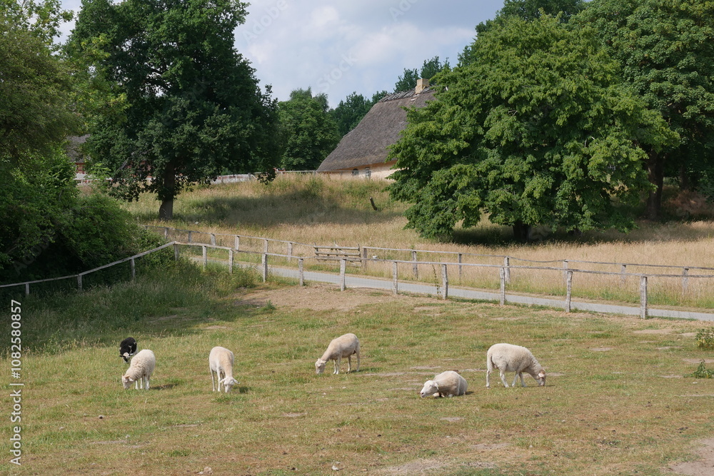 Schafe auf der Weide im Freilichtmuseum Molfsee in Schleswig-Holstein Schafe auf der Weide im Freilichtmuseum Molfsee in Schleswig-Holstein