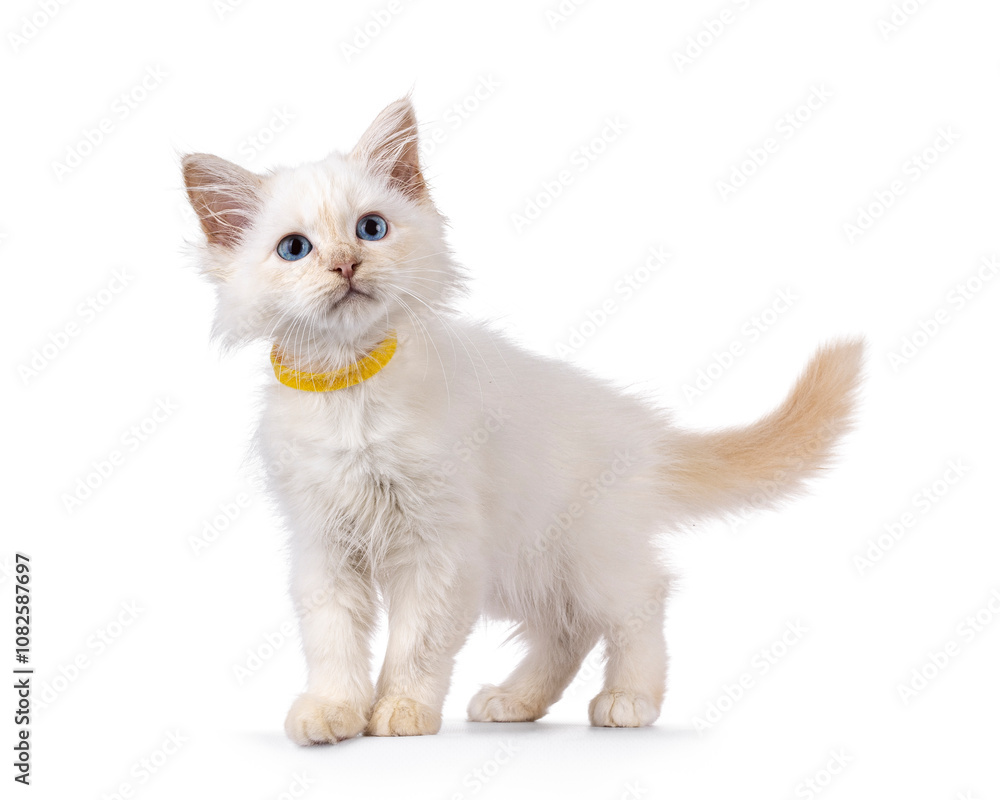 Cute red point Sacred Birman cat kitten, standing side ways. Looking curious above camera. Isolated on white background. Cute red point Sacred Birman cat kitten, standing side ways. Looking curious above camera. Isolated on white background.