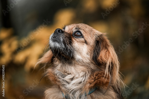 Foto Tibetan Spaniel dog small cute little