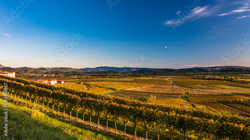 Obraz na płótnie Colorful sunset in the vineyards at the border between Italy and Slovenia w salonie