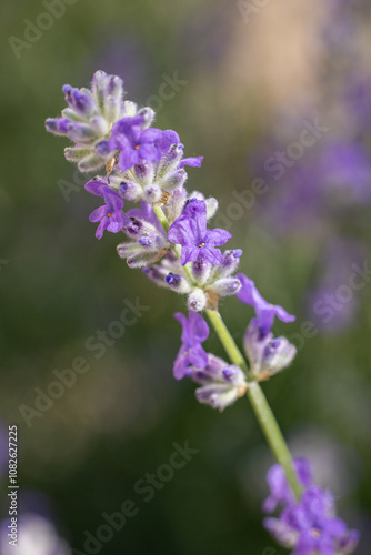 Blooming lavender flowers showing vibrant purple color in a field