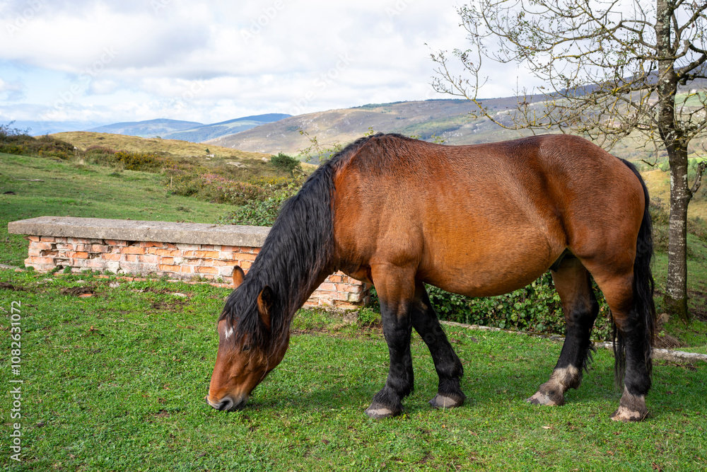 Horse grazing in Puerto del Escudo, Burgos province, Castile and Leon, Spain Horse grazing in Puerto del Escudo, Burgos province, Castile and Leon, Spain
