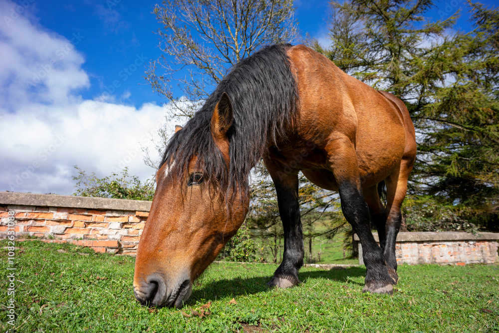 Φωτογραφία Horse grazing in Puerto del Escudo, Burgos province, Castile and Leon, Spain