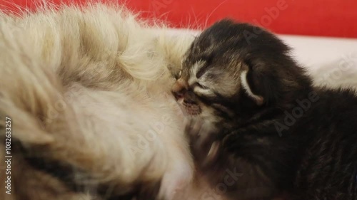 A cute kitten sucks milk from its mother cat. photo