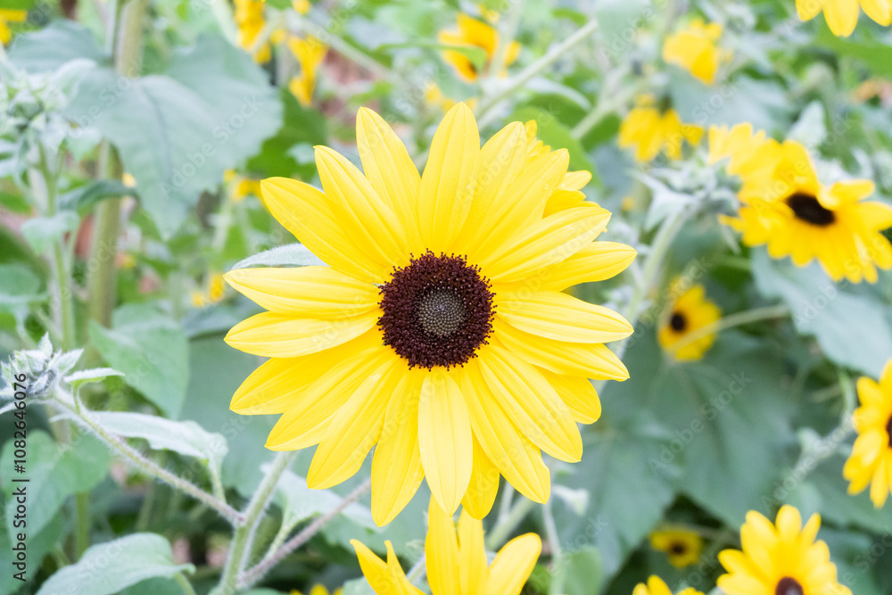 Obraz premium field of blooming sunflowers in Sunflower field,Sunflower cultivation at sunrise in the mountains,Sunflower natural background.