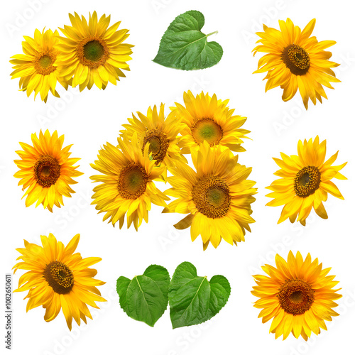 Sunflower with leaves falling isolated on white background. Flat lay, top view