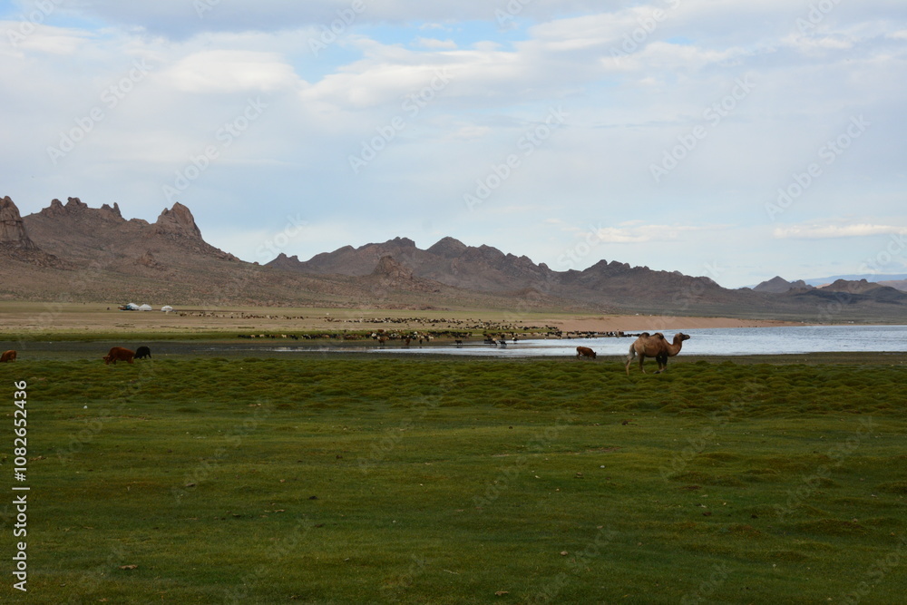 Obraz premium Mongolian double humped Bactrian Camels grazing in the pasture in Western Mongolia