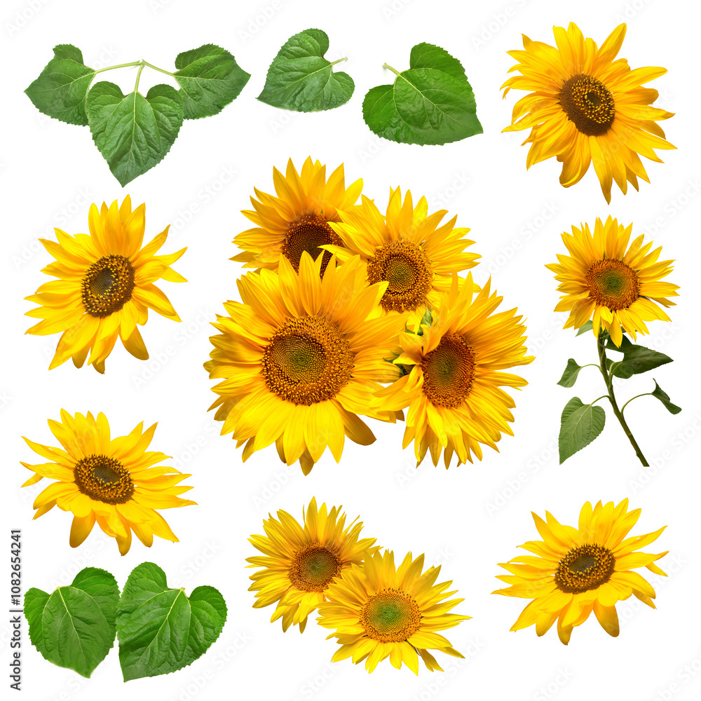 Sunflower with leaves falling isolated on white background. Flat lay, top view Sunflower with leaves falling isolated on white background. Flat lay, top view