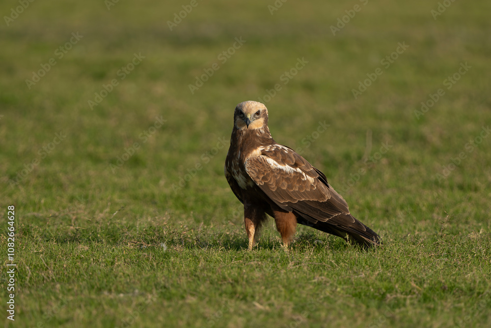 The western marsh harrier is a large harrier, a bird of prey sitting in a grassland