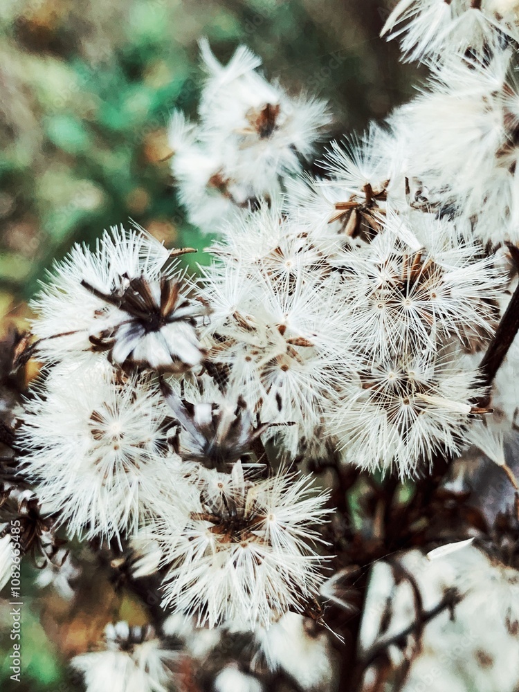 Cotton-like dried creeping thistle or field thistle. Floral autumn backdrop of dry fluffy seeds. Dry Milk Thistle (Cirsium vulgare) weeds closeup. A cluster of dried up flowers with brown stems. Cotton-like dried creeping thistle or field thistle. Floral autumn backdrop of dry fluffy seeds. Dry Milk Thistle (Cirsium vulgare) weeds closeup. A cluster of dried up flowers with brown stems.