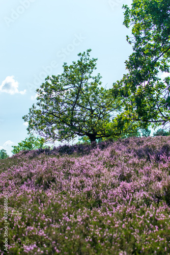 Kwitnące wrzosowisko photo