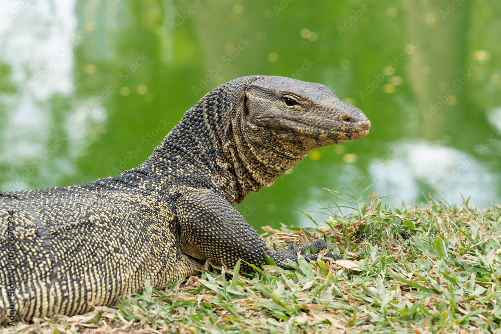 Fototapeta premium The Asian water monitor is a large varanid lizard native to South and Southeast Asia. It is widely considered to be the second-largest lizard species, after the Komodo dragon.
