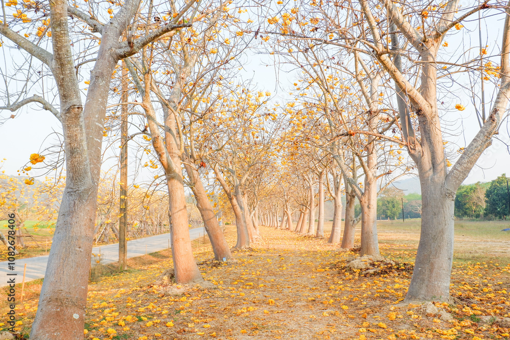 Naklejka premium Yellow cotton flowers or Cochlospermum regium at Singha Park,Silk Cotton flowers in Chiang Rai,thailand,flower garden concept,copy space.