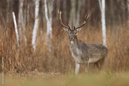 Fototapeta Naklejka Na Ścianę i Meble -  Daniel zwyczajny (Dama dama) fallow deer
